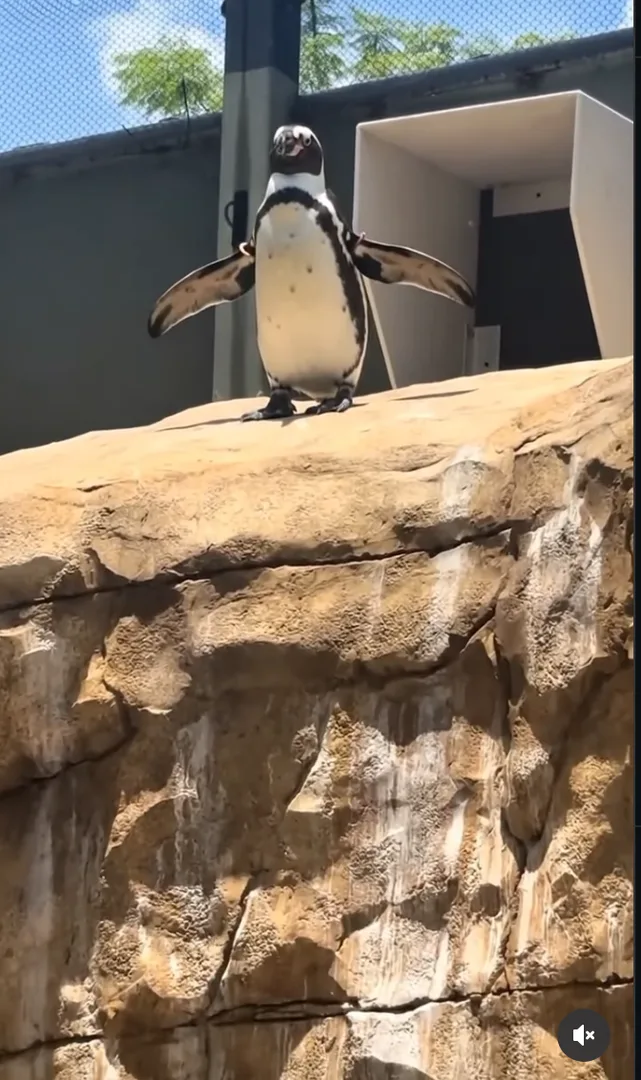 hey